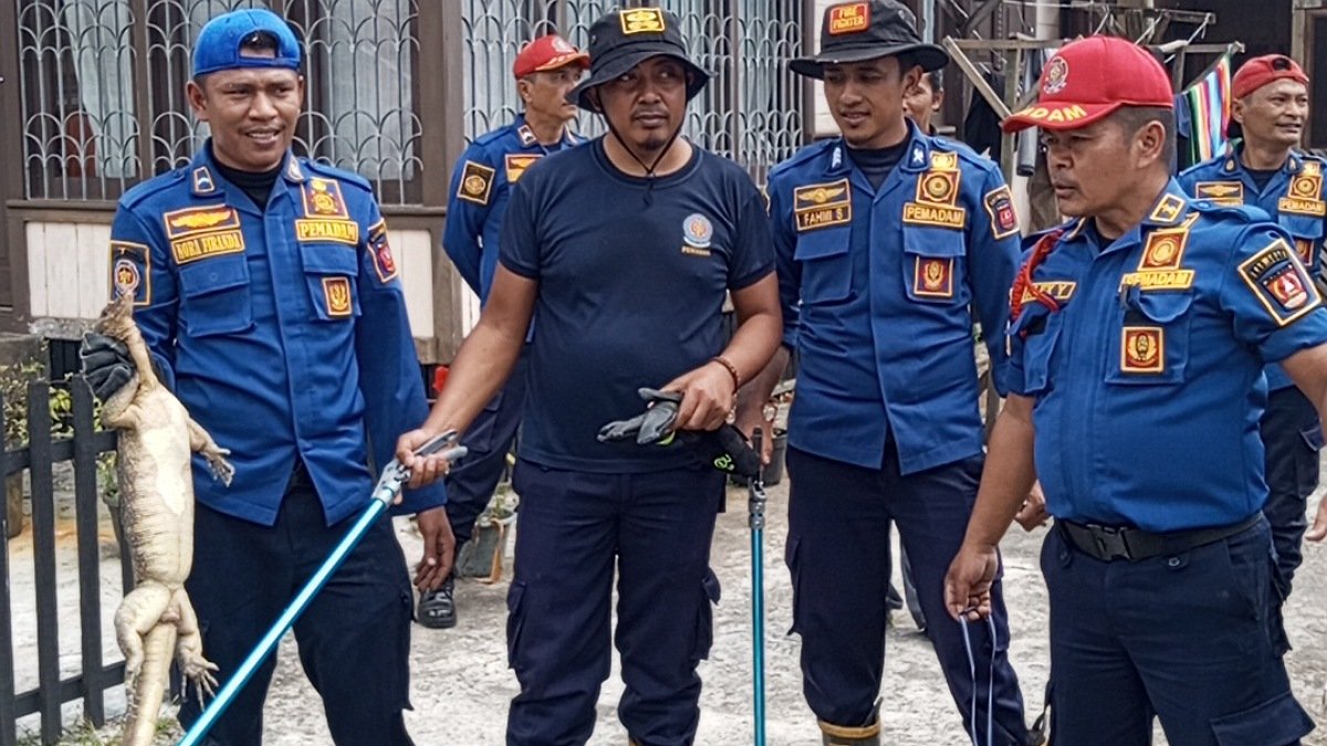 Petugas Damkar Biaro Tangkap Biawak Yang Masuk ke Rumah Warga di Parit Putus